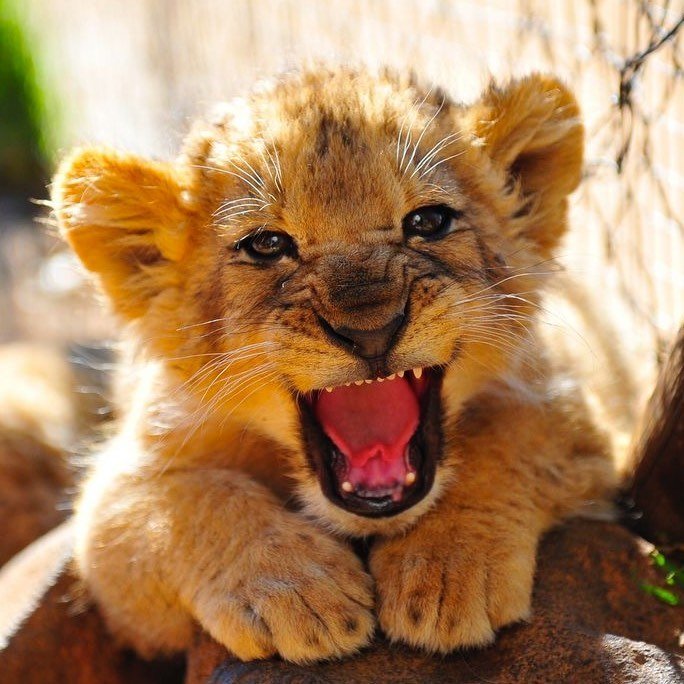 African Animals