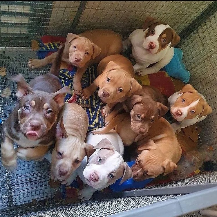 Dog || Cute Dogs