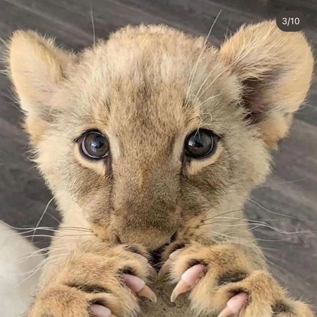 Daily Dose Of Wildlife