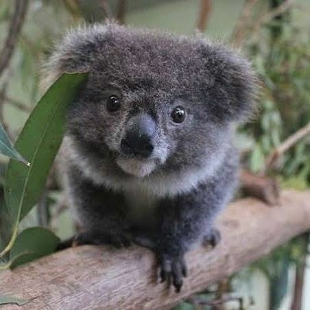 Koalas 🐨