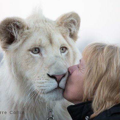 Lions & Tigers
