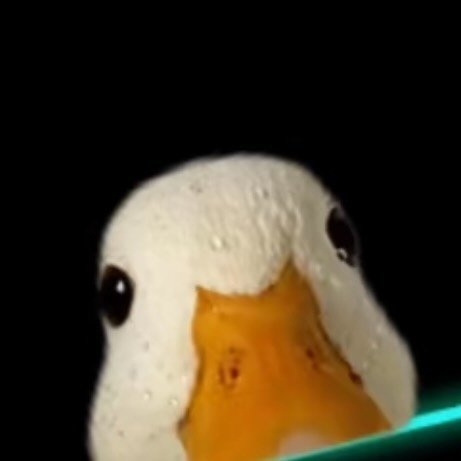 Pet Call Ducks