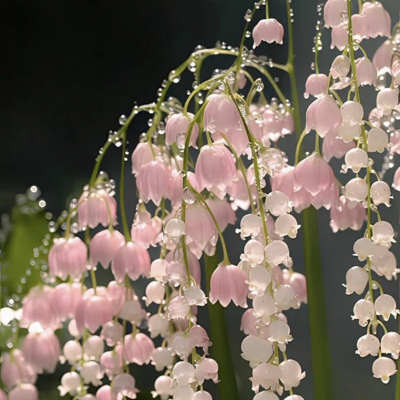 bellefleurq