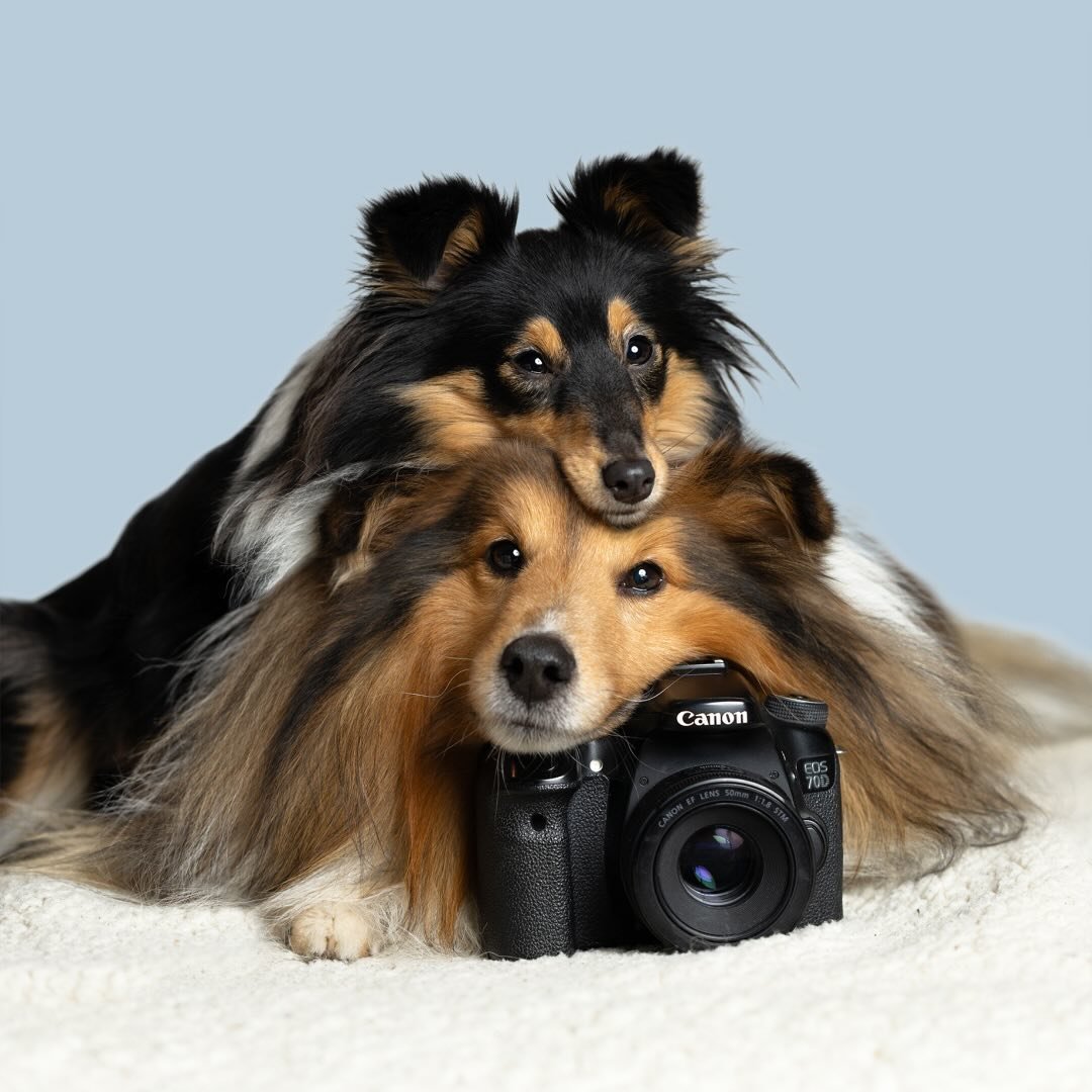 Luca & Alera  |  Shetland Sheepdogs ♡