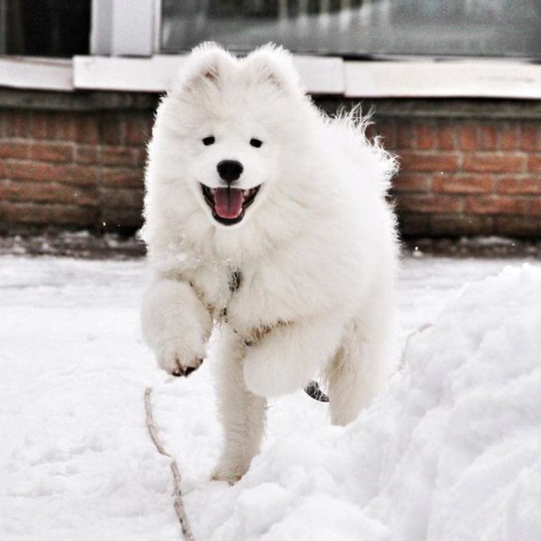 Beauford The Samoyed