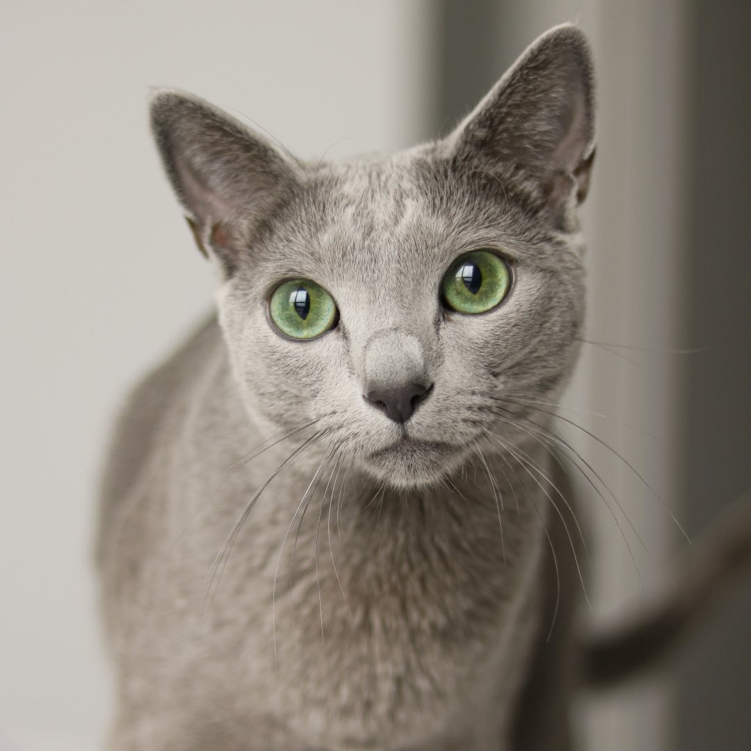 Noots | Russian Blue Cat