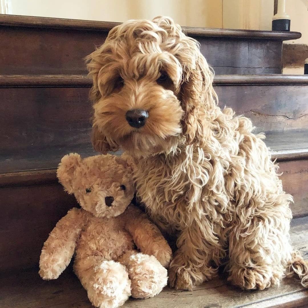 Doodle And Poodle Mixes Of IG