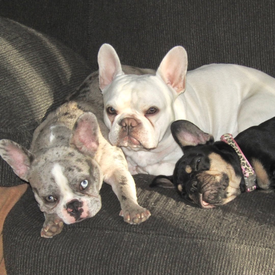 BigLilBullies Crew