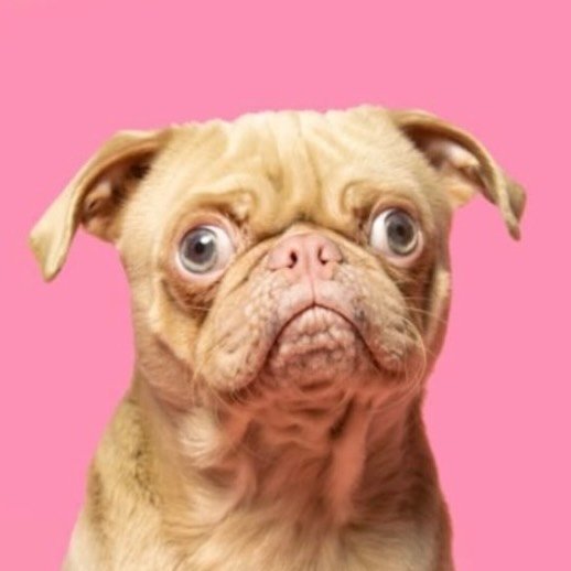 CuppaPug™️