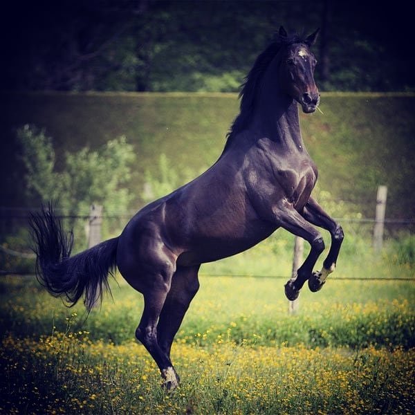 Horses 🐎 Love 🐎 Freedom