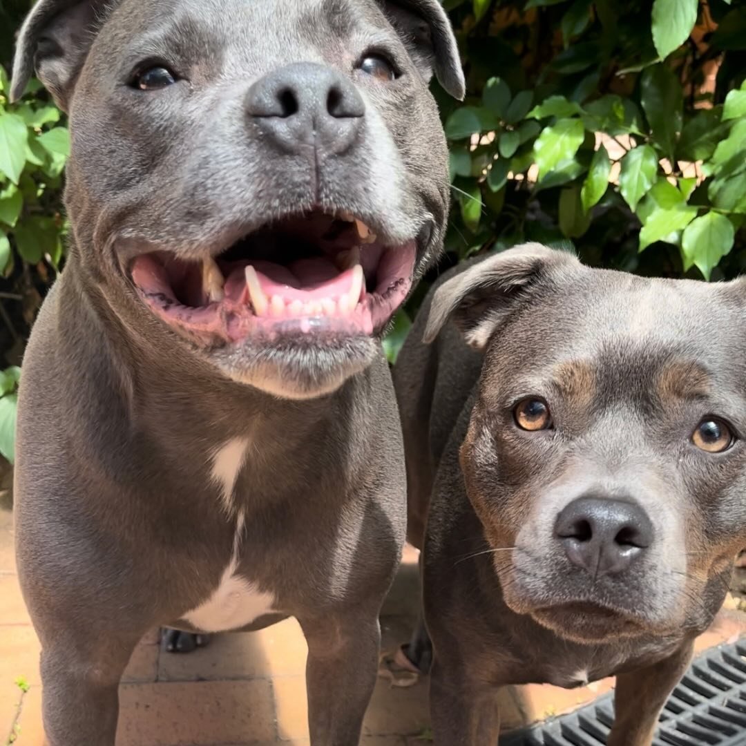 🚀 Jet & Josie ✨