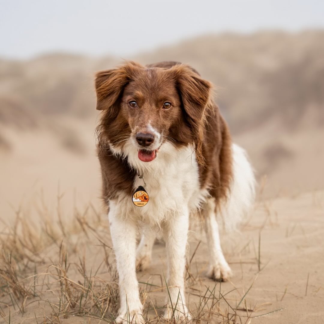 Keela & Malene | Photography | Dog Friendly-travels