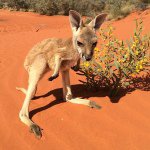 The Kangaroo Sanctuary 🦘