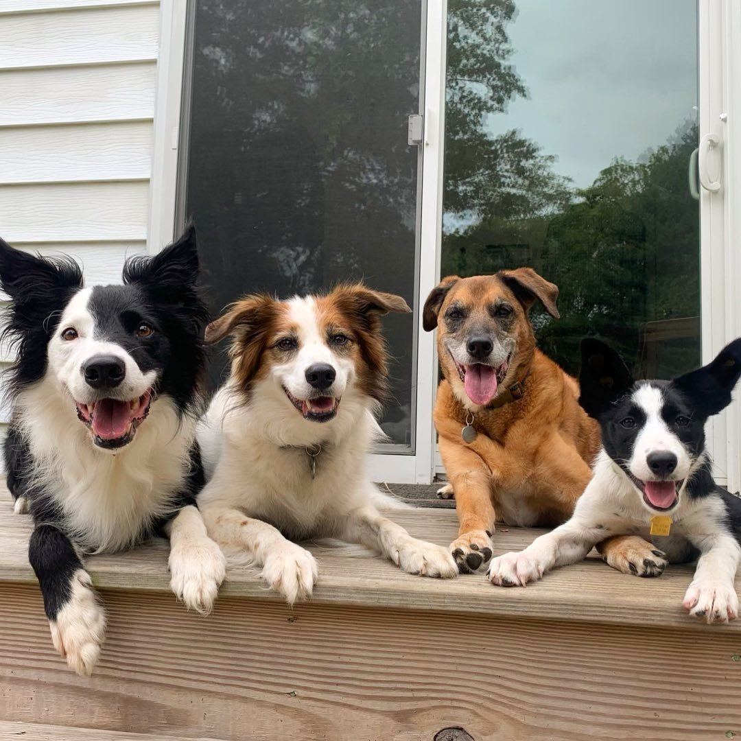 Gia Savocchi | Dog Behavior Specialist