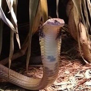 Willy Venomcentral