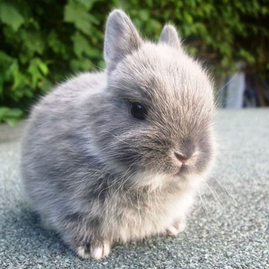 Bunny_daily 🐰💕