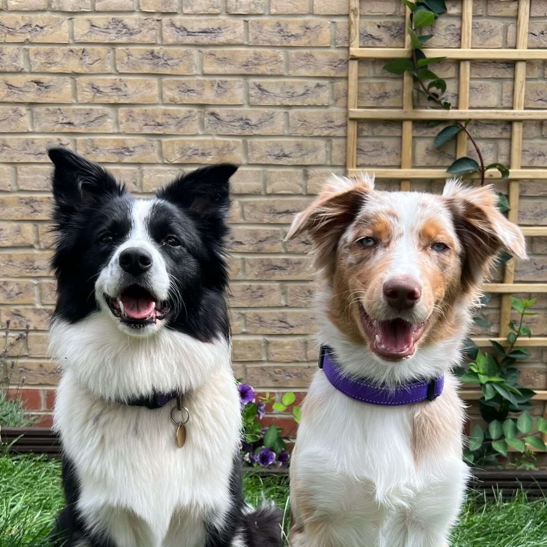 Harley & Mila | Border Collie And Aussie Duo