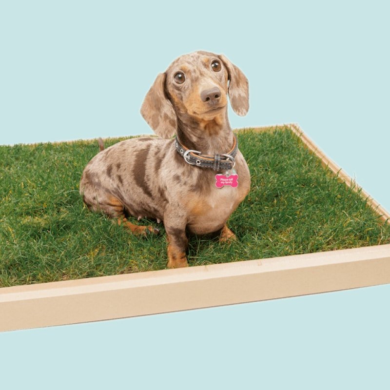 City Doggo | Grass Dog Toilet | Potty Train Puppies In 7 Days