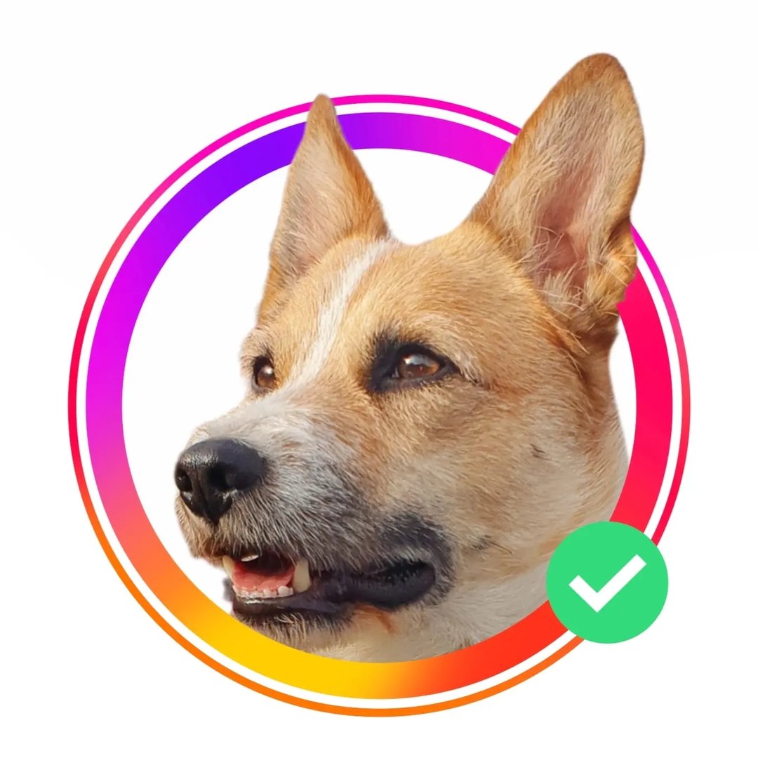 🅛🅐🅜🅟🅞🐕‍🦺