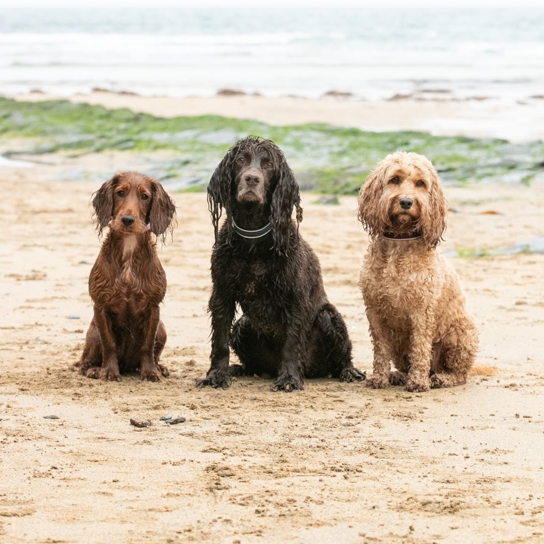 Megan, Woody, Wilma & Wyn
