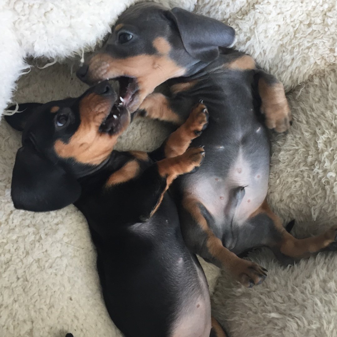 🌭 BLUE And POGO