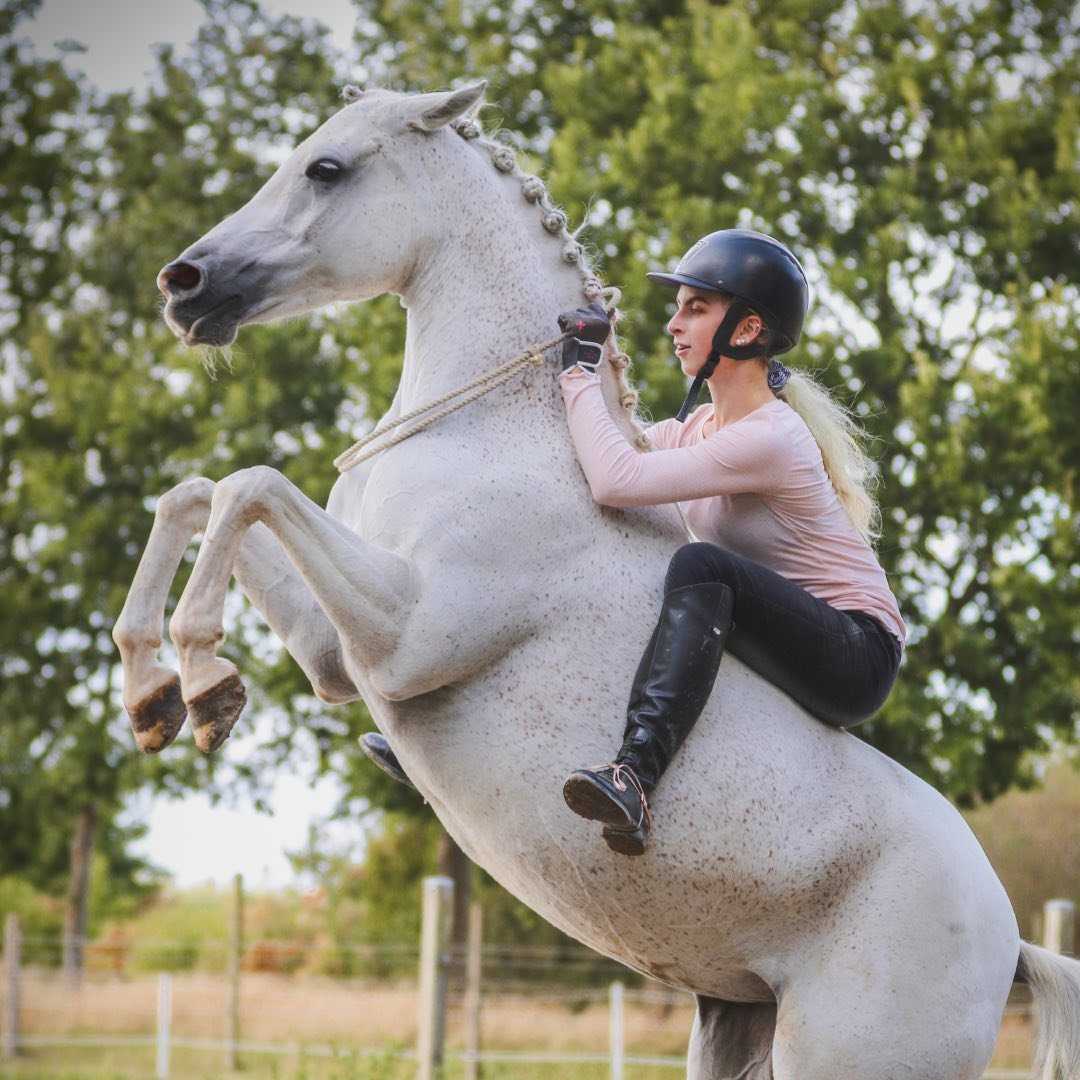 Showjumping, Dressage, HMS