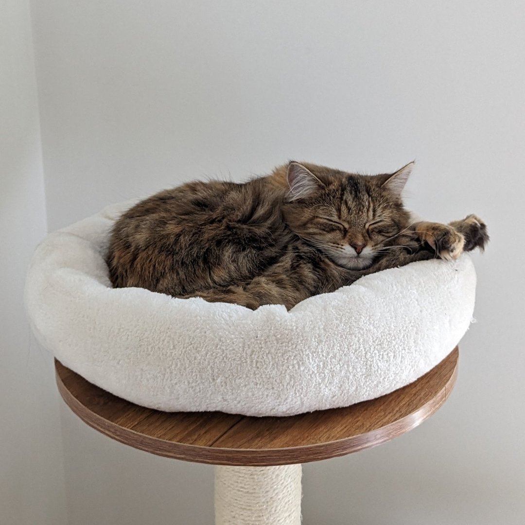 Mochi’s Home