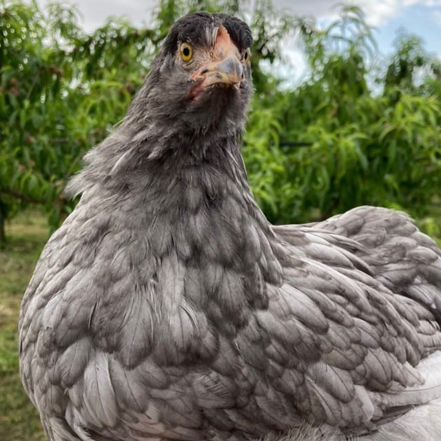 Il Gallinaio