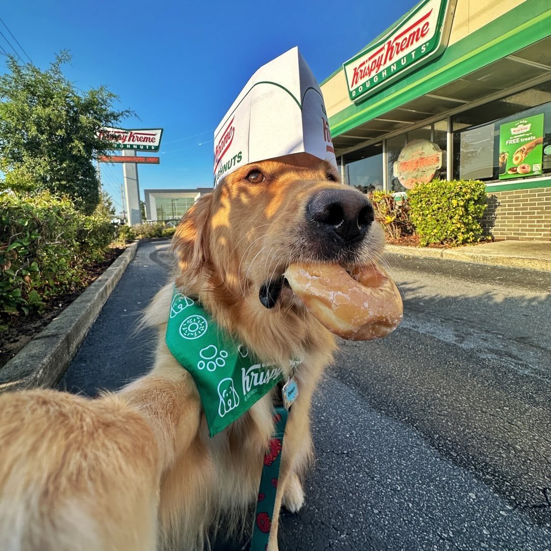 Donut The Golden Retriever
