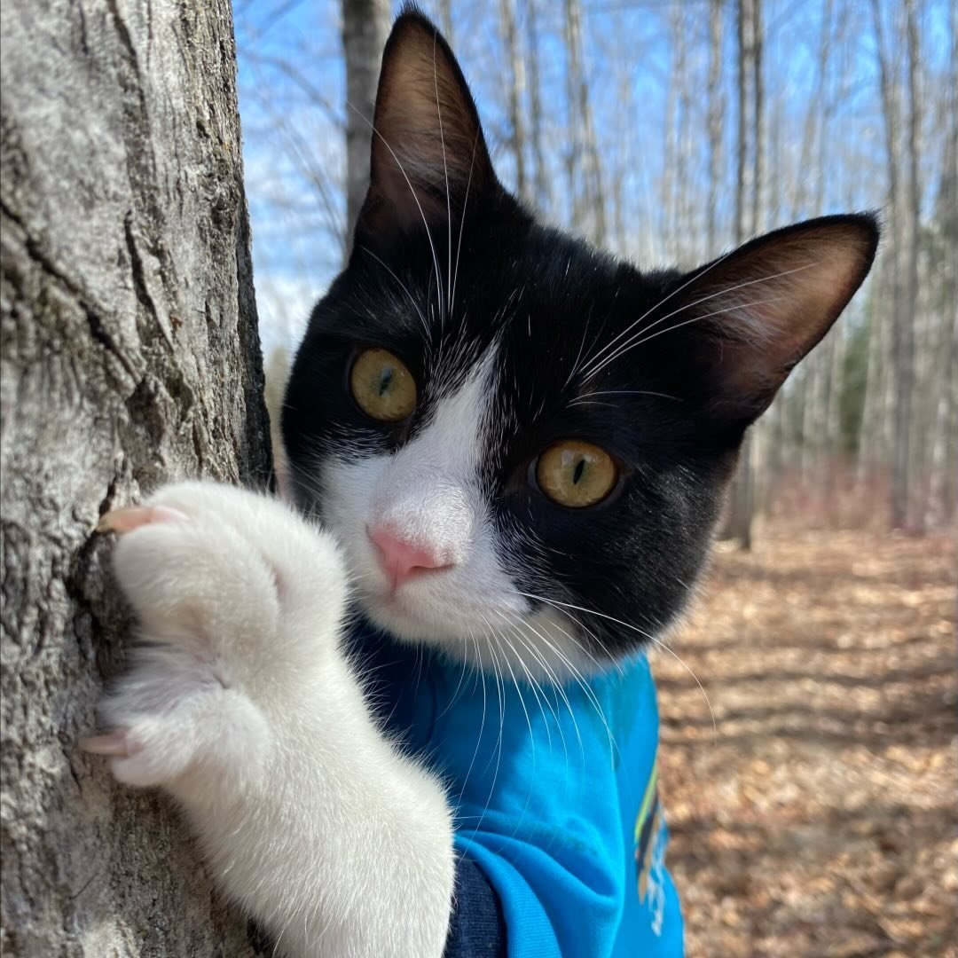 Heidi Korte | Adventure Cat Fitz