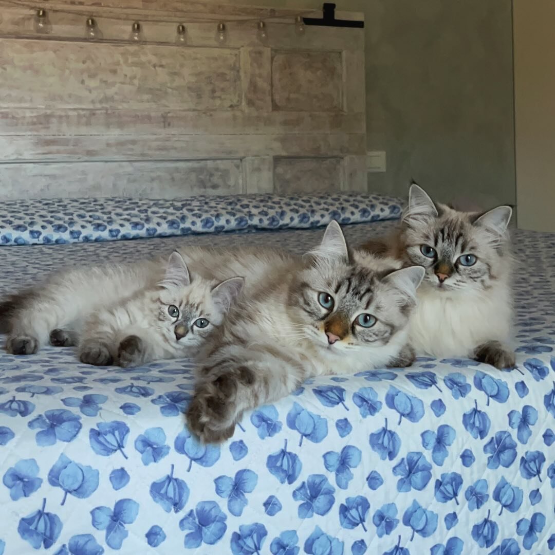 Piuma, Pila&coco | Siberian Cats