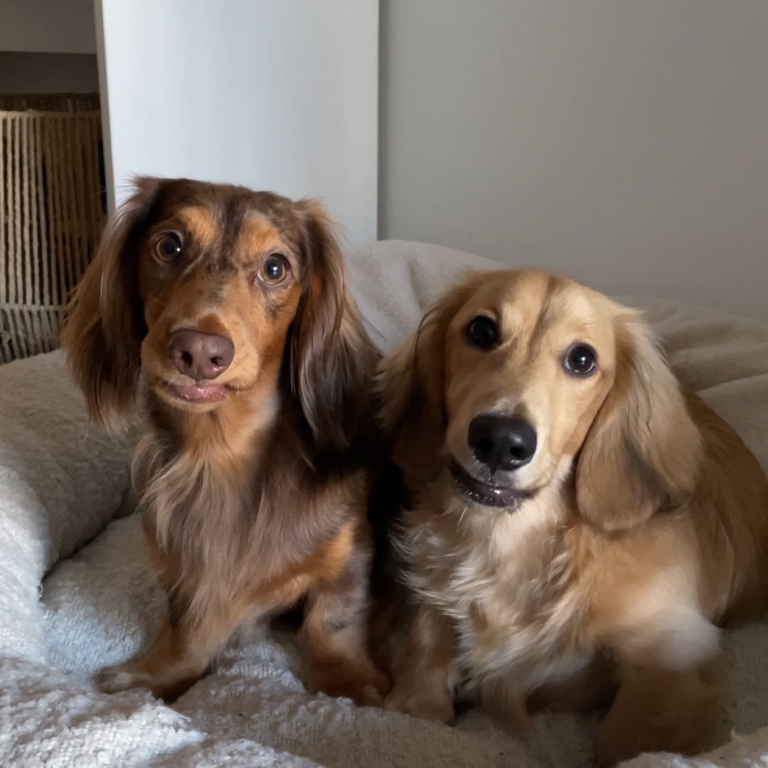 Bruno & Charlie