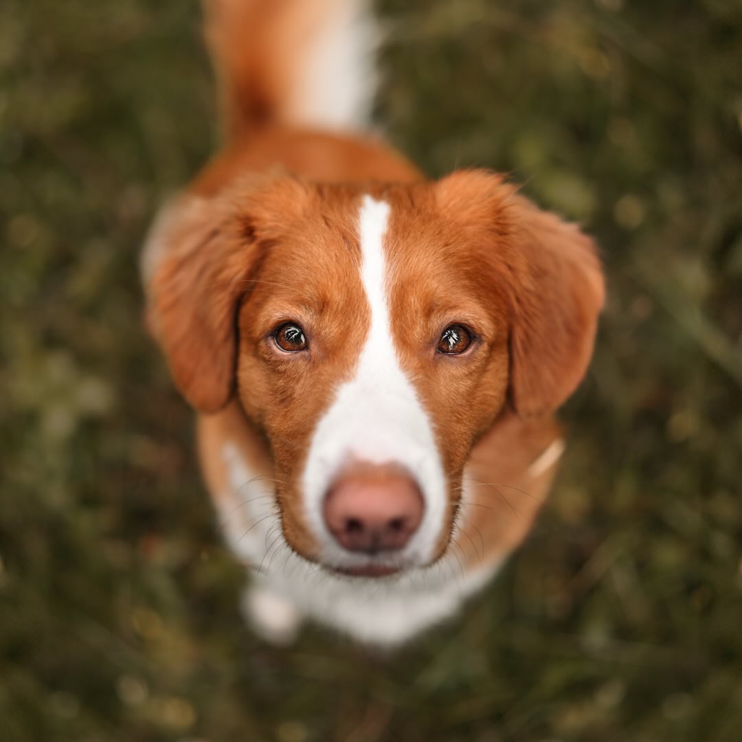 Tollernikki | Daily Doglife & Photography