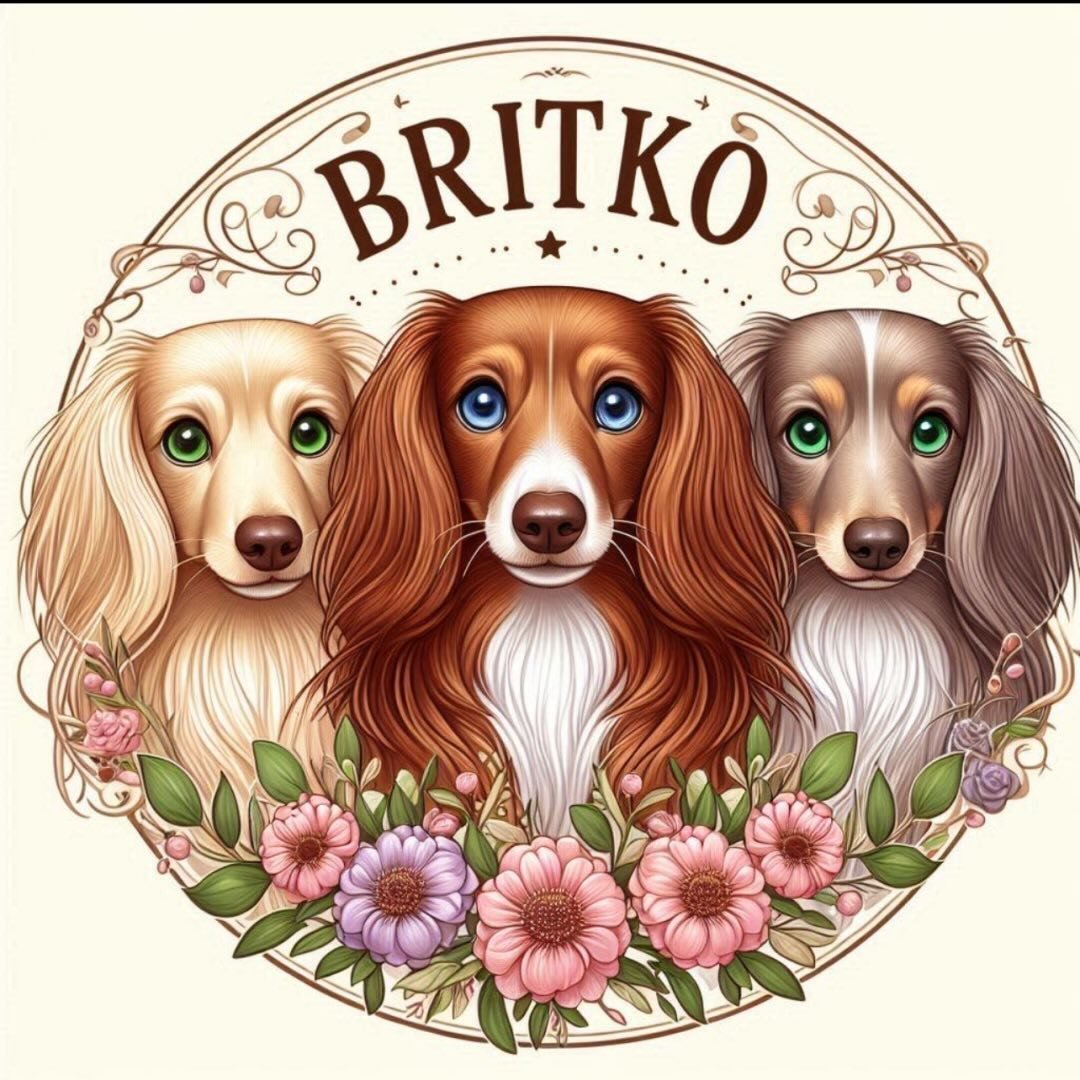 Britko Mini Dachshunds