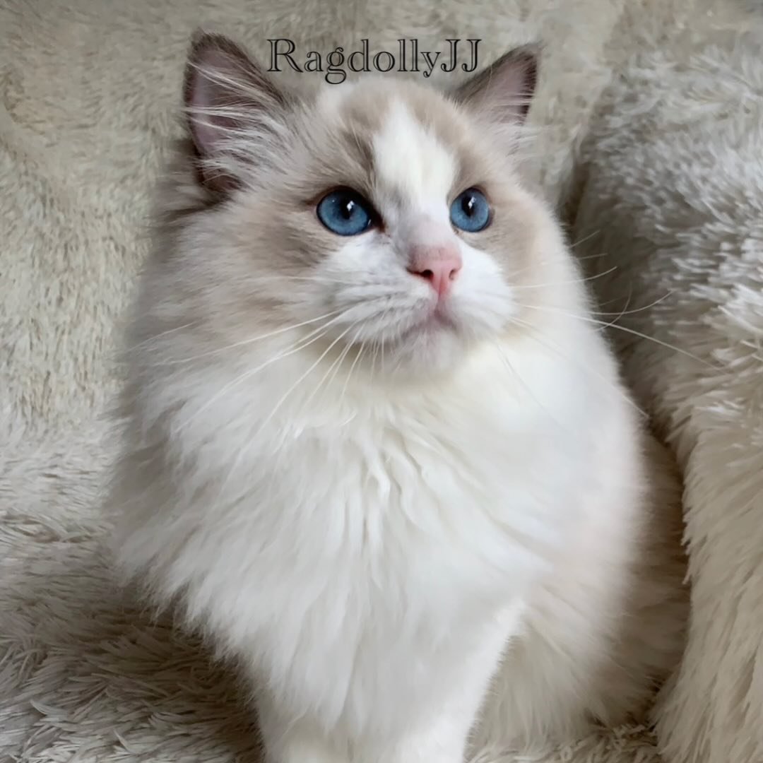 Ragdollyjj