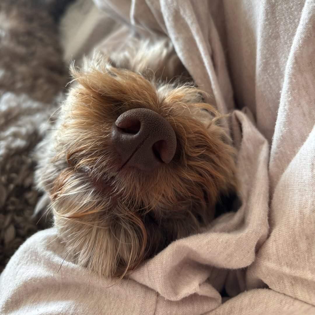 Hi, I Am Divot The Doodle Dog!