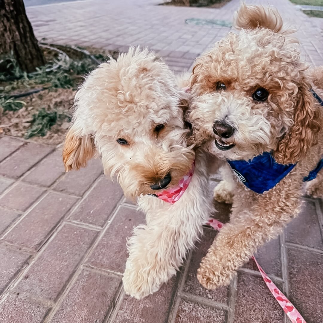Muffin & Loli