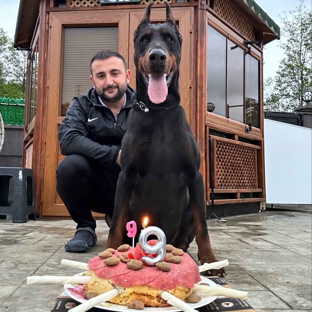 Elgün Dadaşov (von Dadashov Dobermann Kennel)