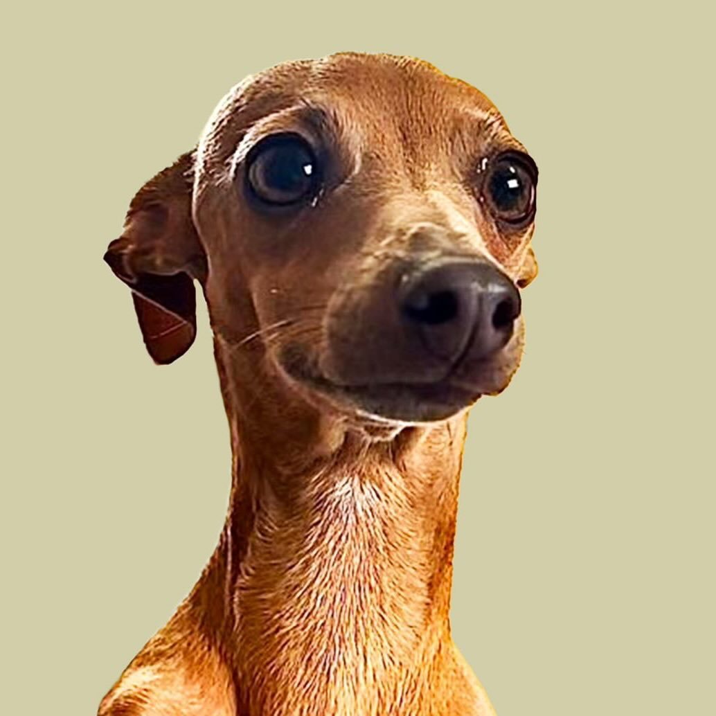 TREVOR THE IGGY