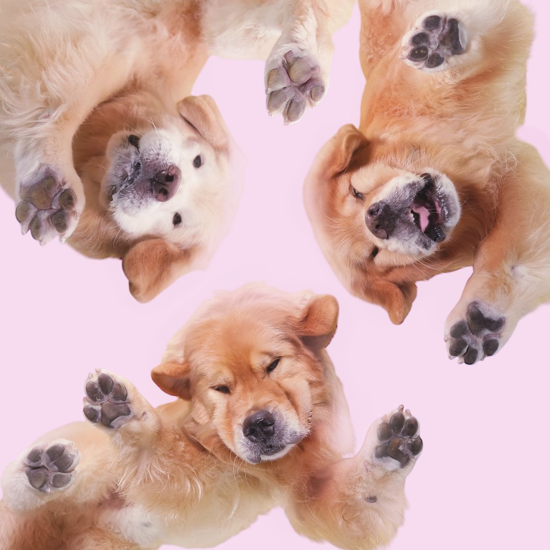 Three Golden Retrievers