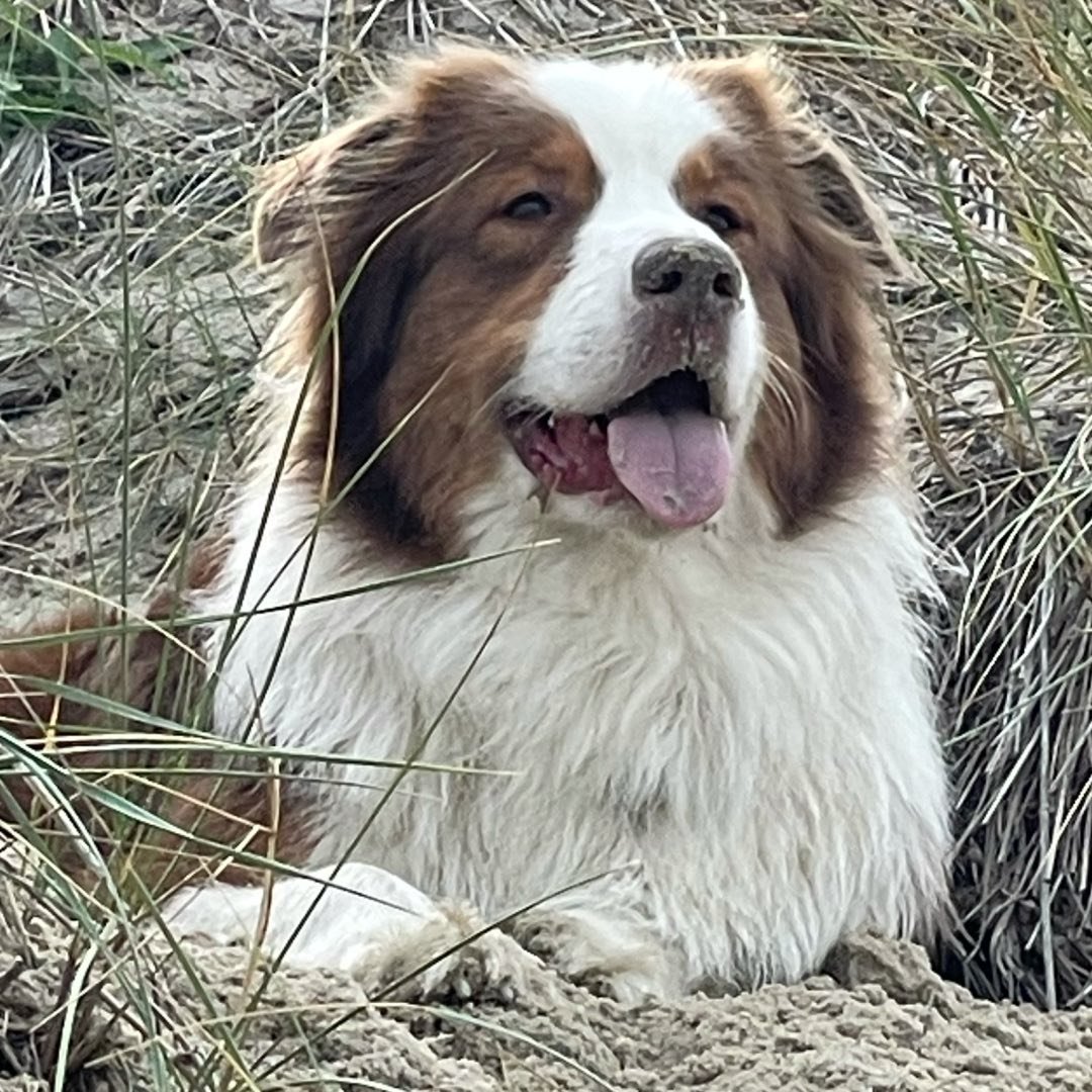 Mexx the aussie