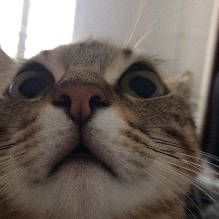 JOSEPHINE