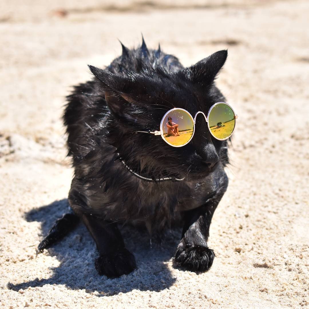 Nathan & Winnie The Beach Cats
