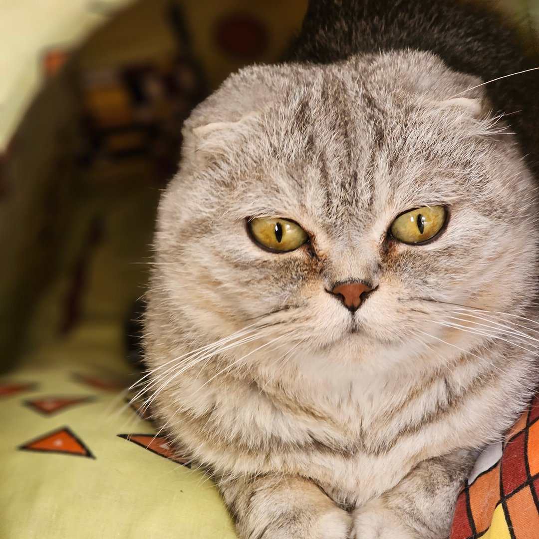Кошка Хлоя & Котята