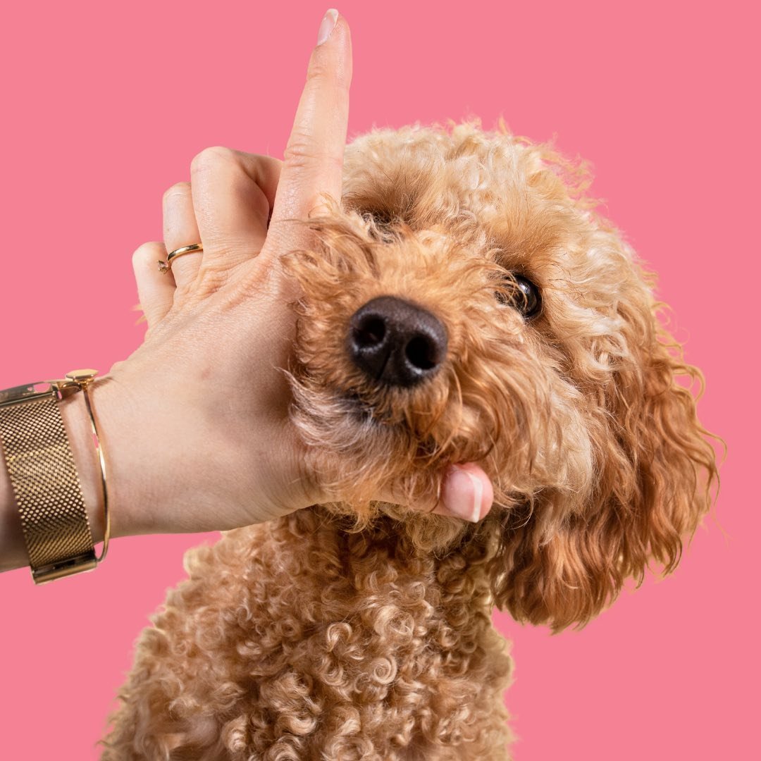 Java Minidoodle & Alina · Hundeblog