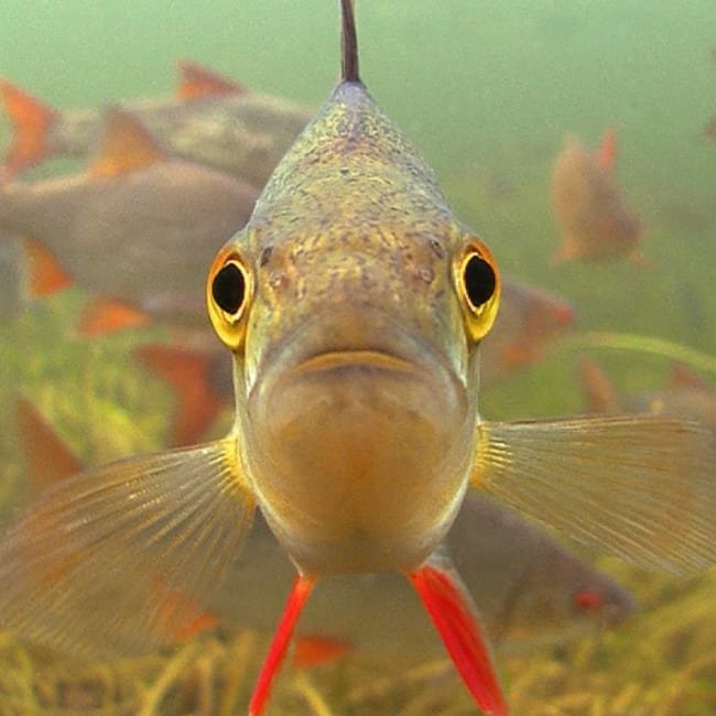 Underwater Ireland