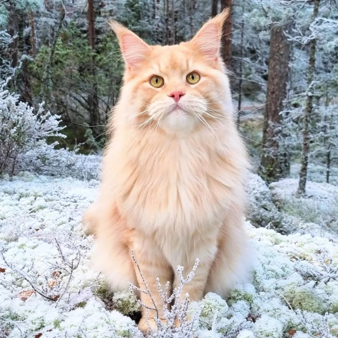 Adventures With Maine Coons
