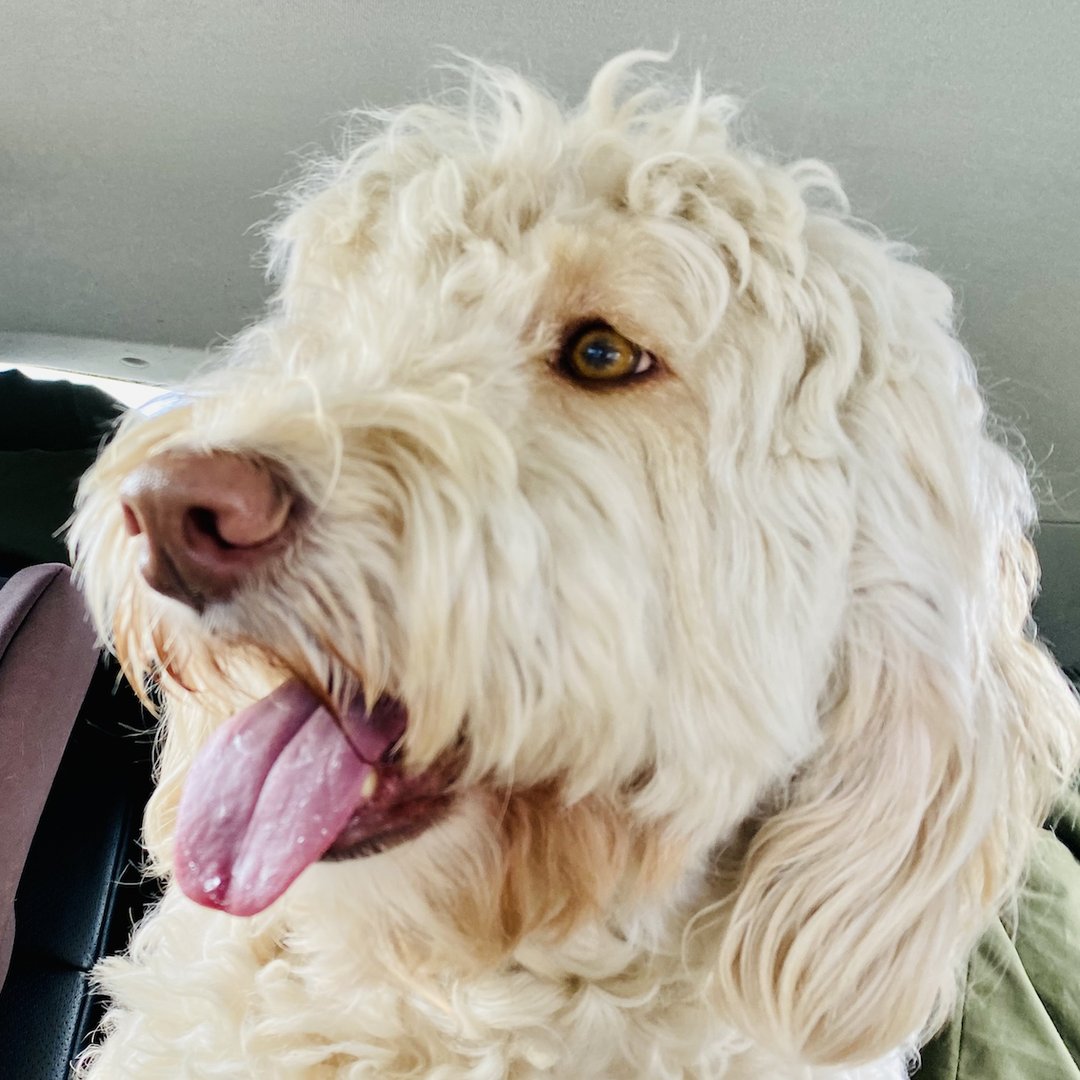 Soofi de Labradoodle!
