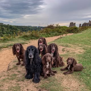 Vet Stuff And Spaniels
