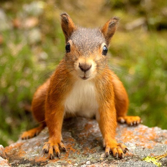 Movie Squirrels